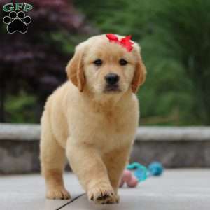 Olivia, Golden Retriever Puppy
